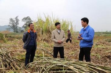 公司党委副书记李建华带队督查下属糖厂农务工作