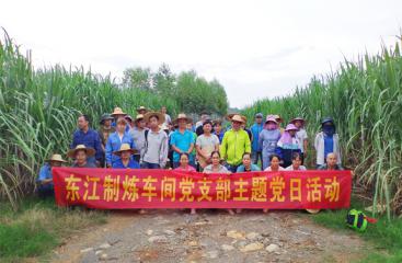 【办实事 解难题】南宁糖业：学史力行办实事 我为蔗农剥蔗叶