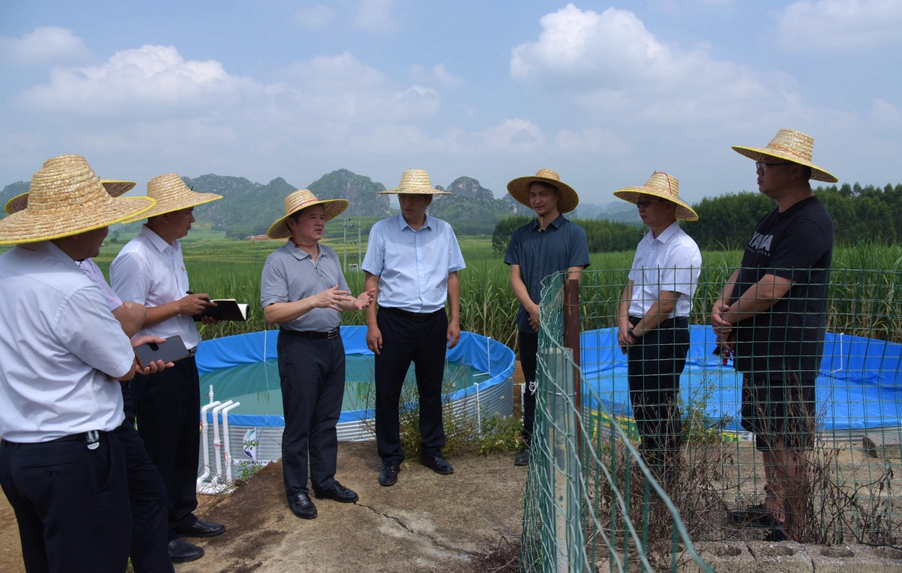 廖应灿一行在按质论价增产增糖项目基地调研.png