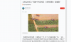 【学习强国】广西南宁市武鸣区：甘蔗地里的“甜蜜账”