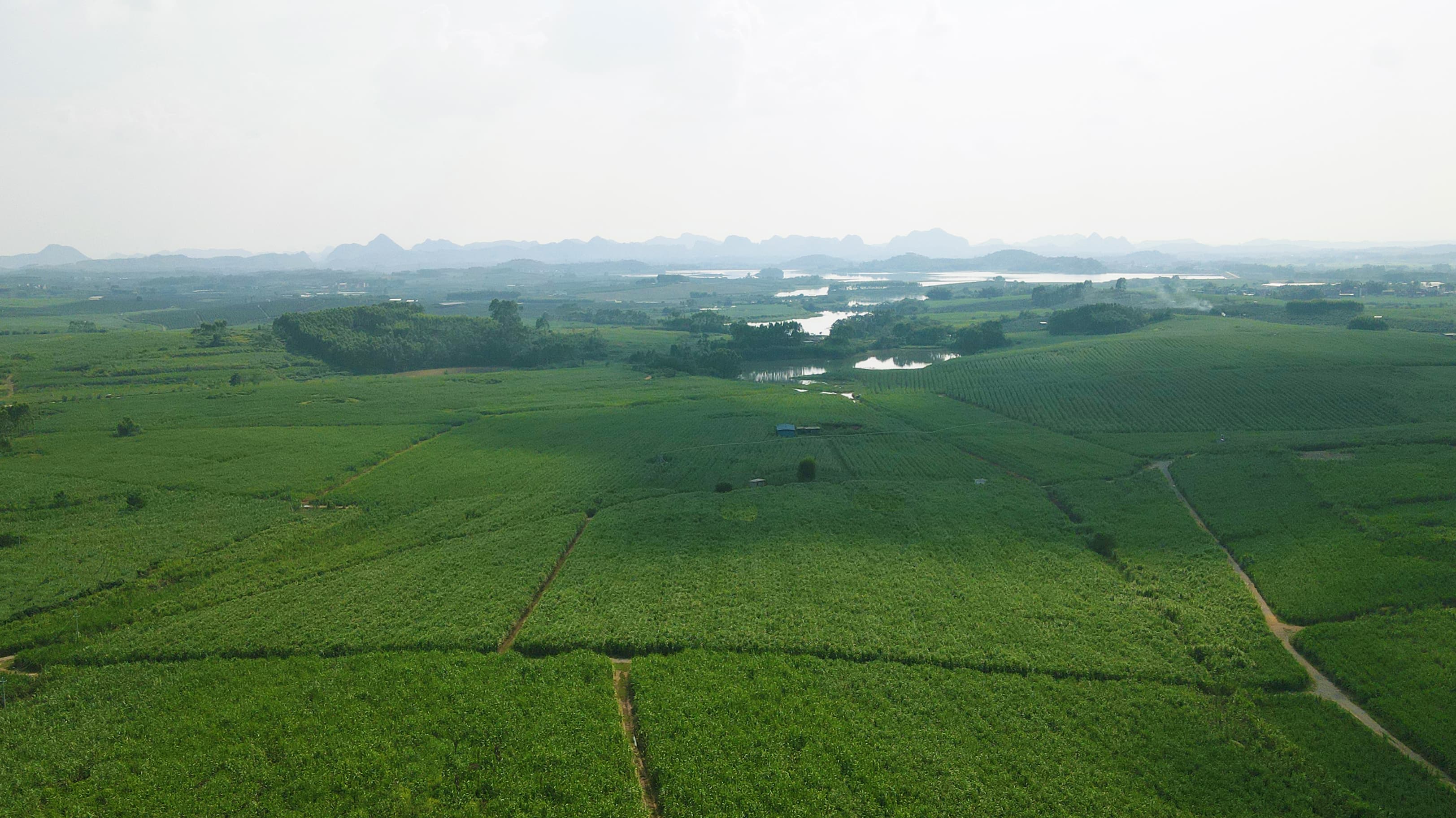覃李基地甘蔗长势旺盛  唐顺 摄-调色 (1).jpg