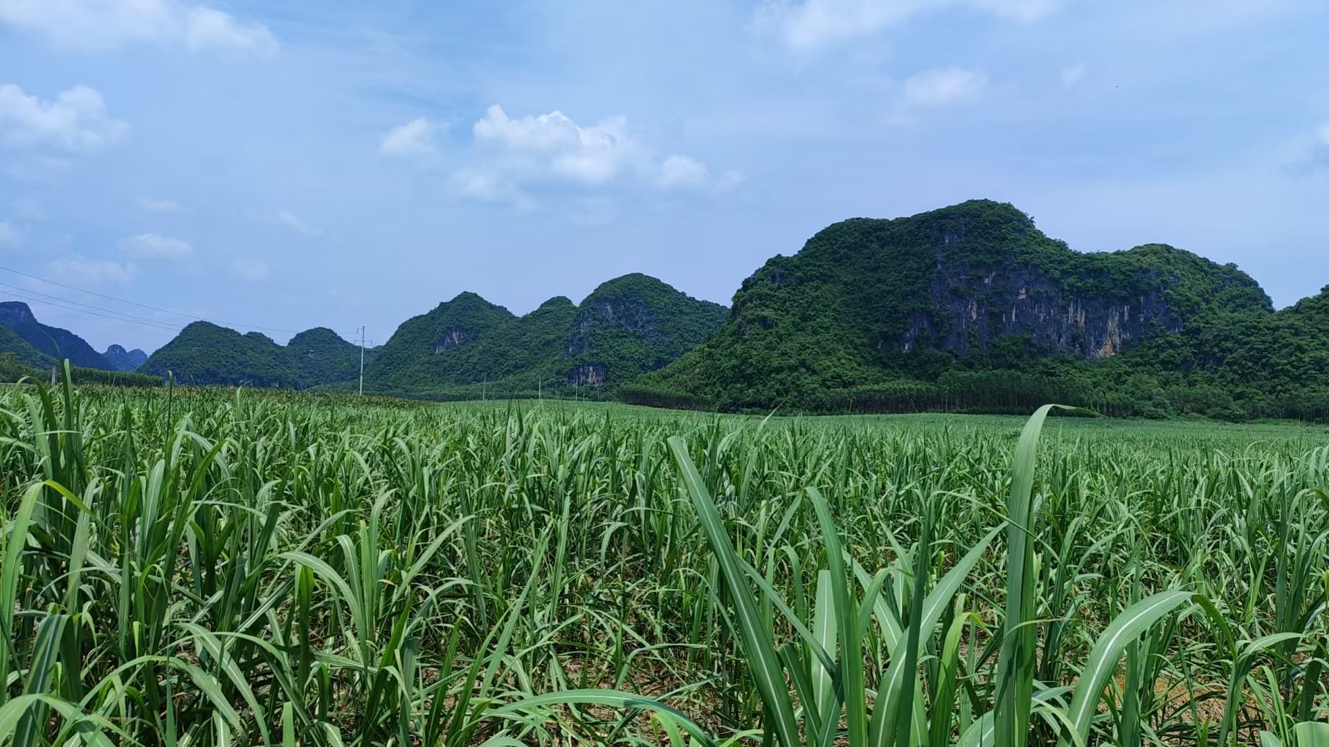 绿意盎然的蔗地 (1).jpg