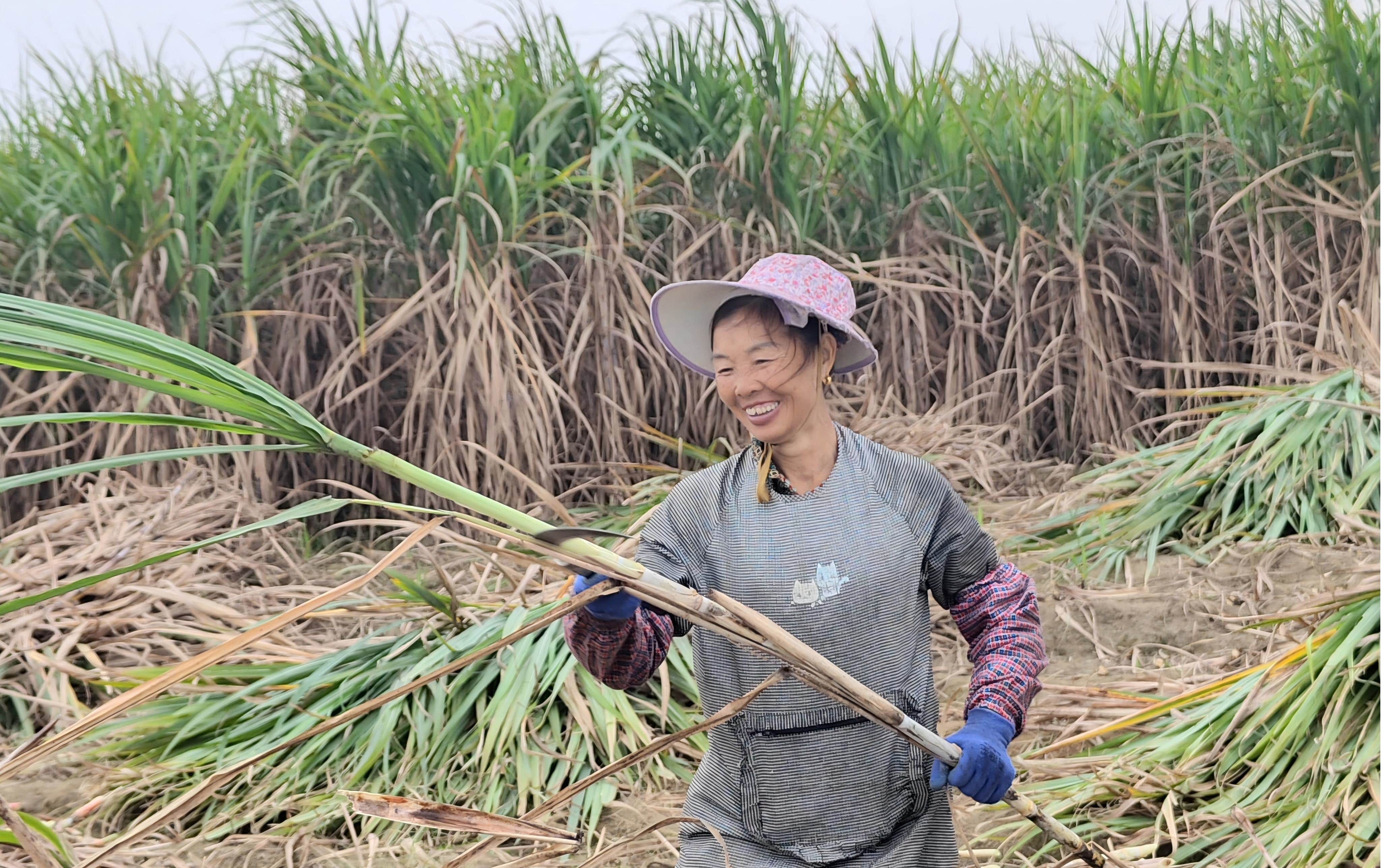 大桥制糖公司蔗区迎丰收（罗儒修  摄） (1).jpg