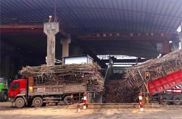 【蔗里先锋】大桥制糖公司：党建赋能促发展 榨蔗量首破120万吨