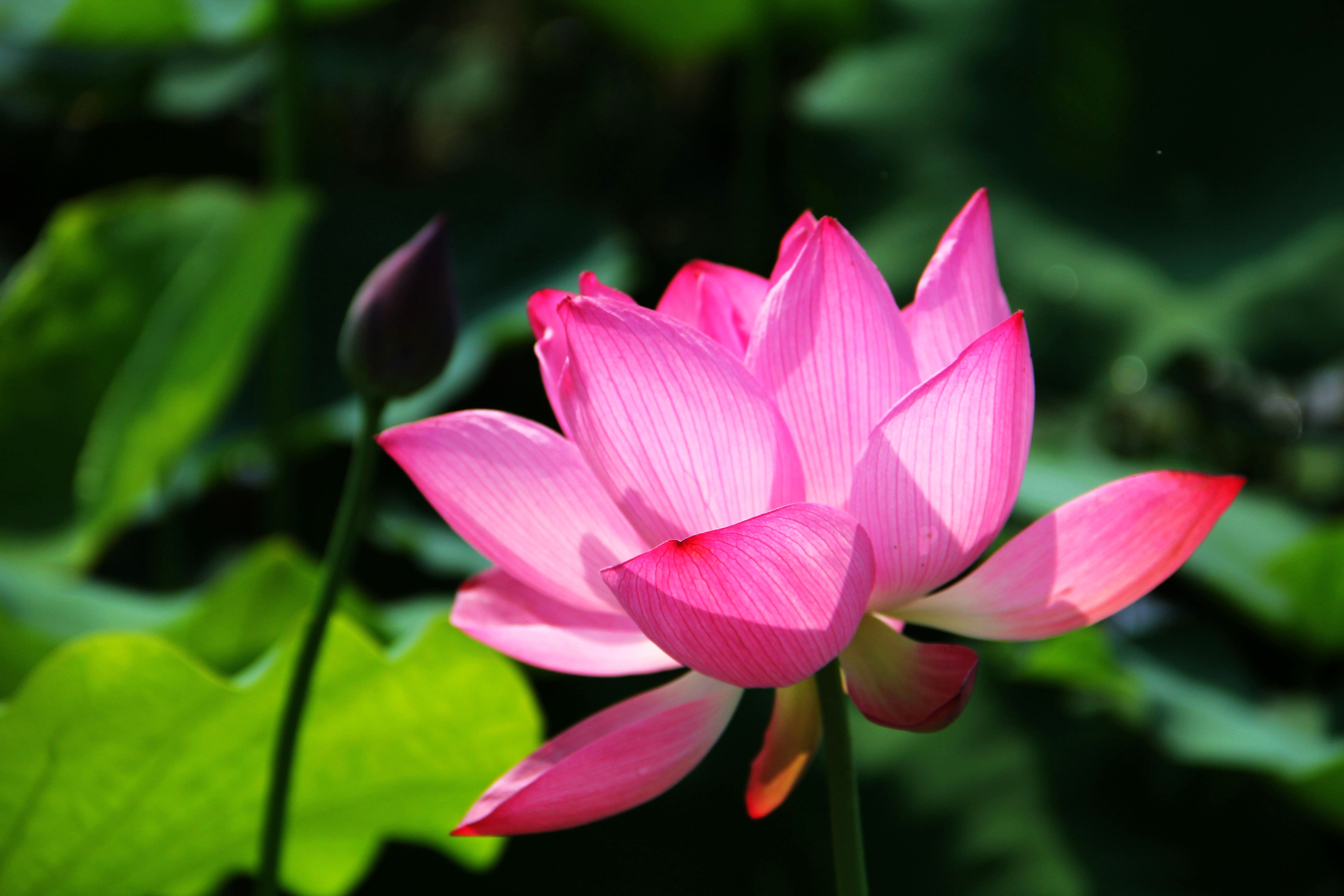 荷花魂