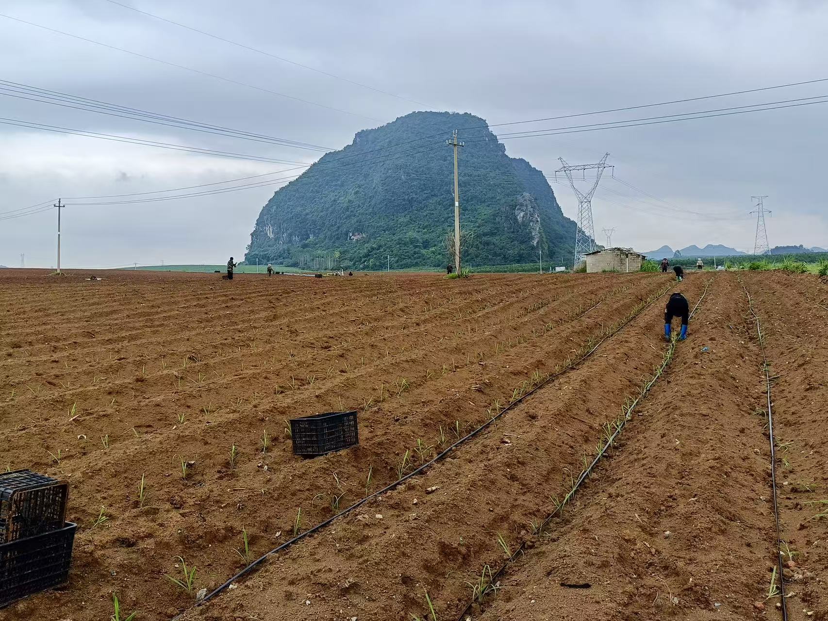 邓柳基地全面开展组培苗种植.jpg