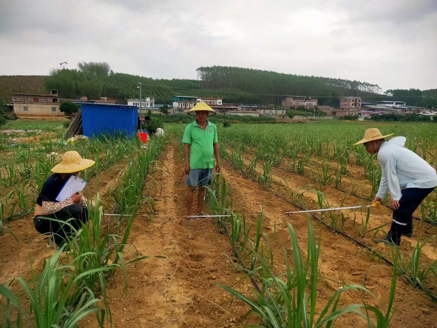 1784163806210032.jpg 量地2(张健东).jpg